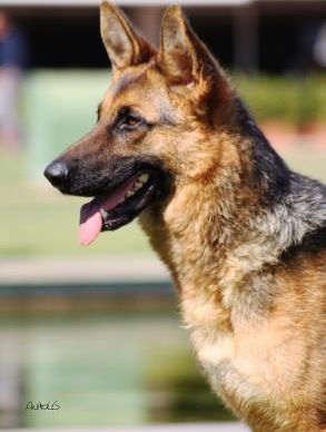 Ginja vom Fichtenschlag