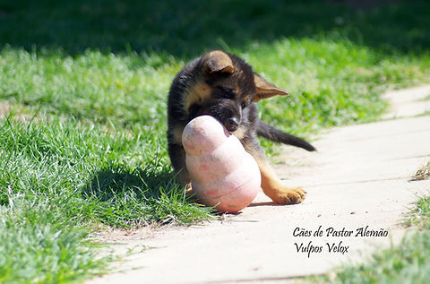 Vulpos Velox - Cachorro de Pastor Alemão - 7 semanas