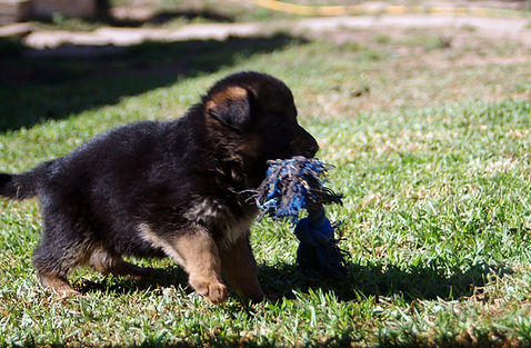 Cachorro Cão de Pastor Alemao - 5 Semanas