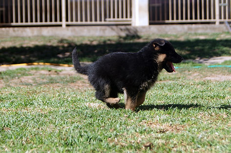 Cachorro Cão de Pastor Alemao - 5 Semanas
