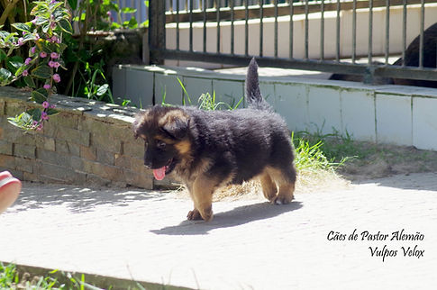 Cachorro Pastor Alemão 6 Semana