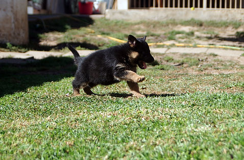 Cachorro Cão de Pastor Alemao - 5 Semanas