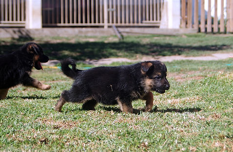 Cachorro Cão de Pastor Alemao - 5 Semanas