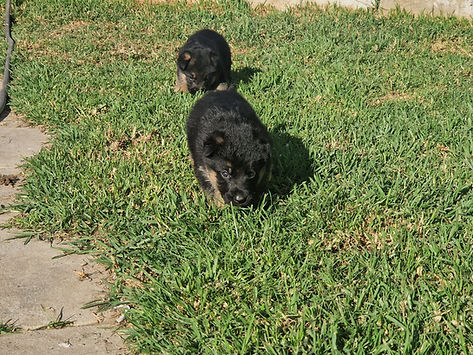 Cachorro Cão de Pastor Alemao - 3 Semanas