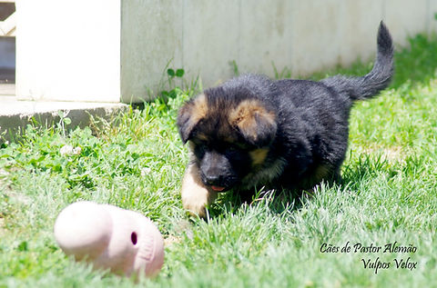 Cachorro Pastor Alemão 6 Semana