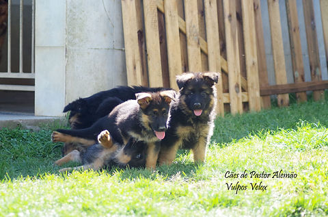 Vulpos Velox - Cachorro de Pastor Alemão - 7 semanas