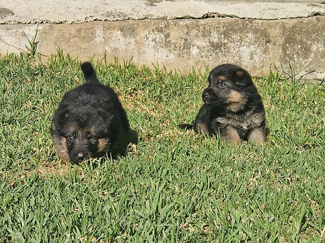 Cachorro Cão de Pastor Alemao - 3 Semanas