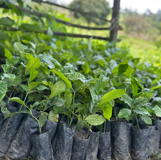 Coffee Seedlings