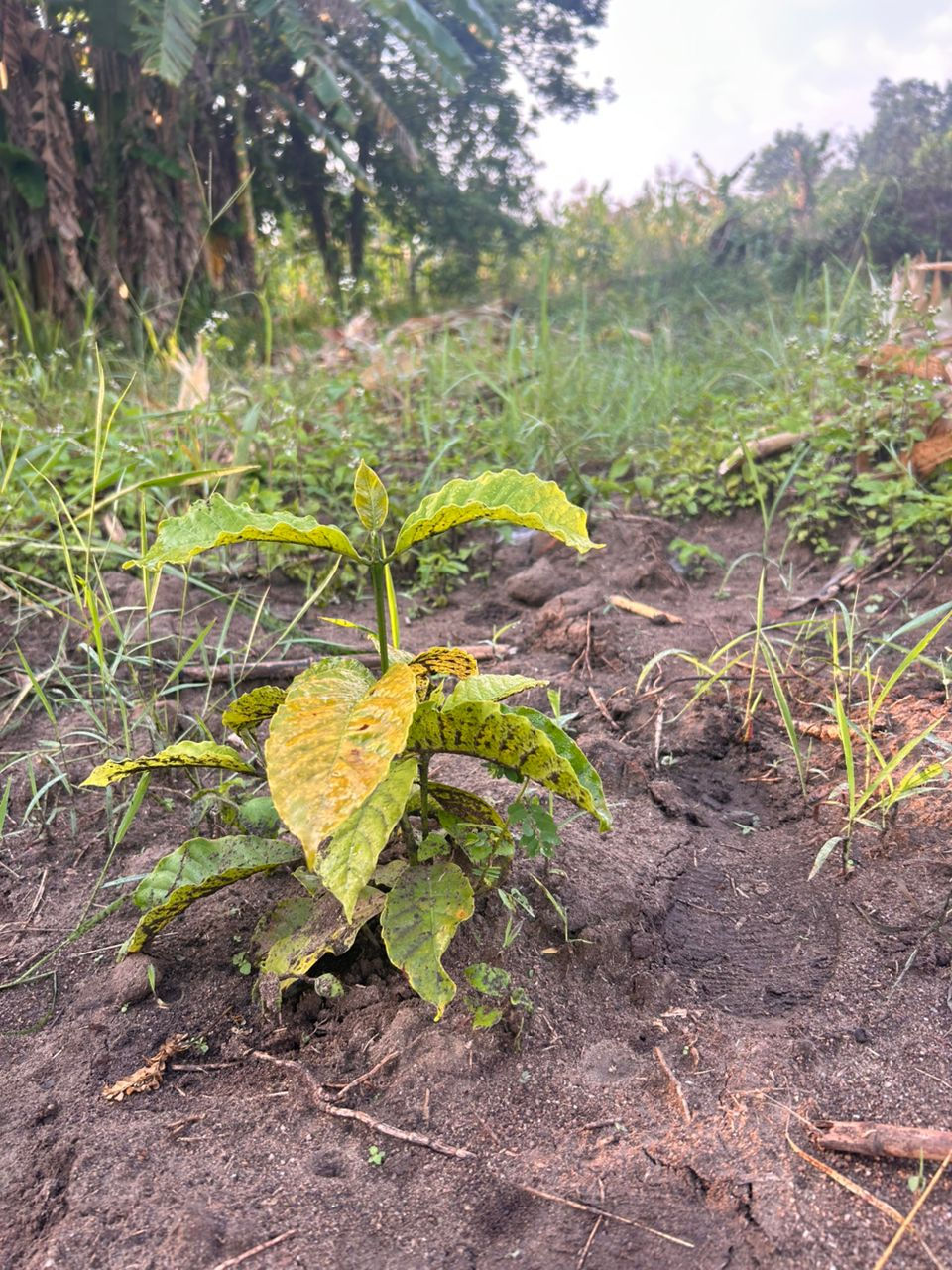 coffee plant