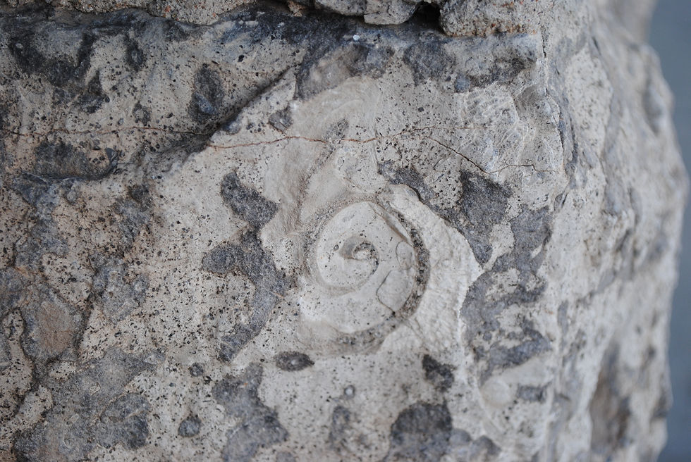 Tour: Fossils in our Walls, Cisneros in Our Halls, Tom Lea in our Windows