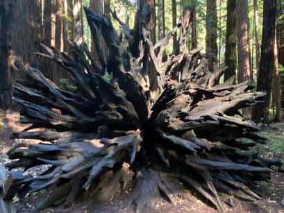 Lessons From the Redwood Forest