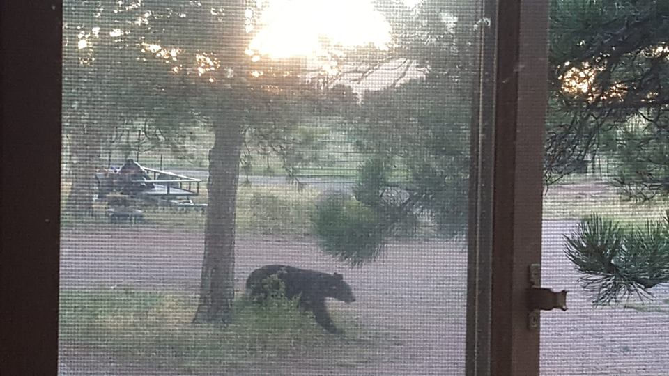 Bear