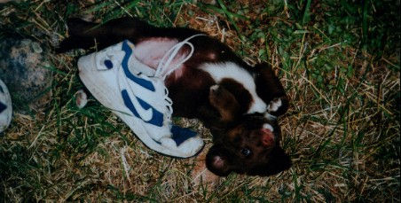 muppet with shoe.JPG
