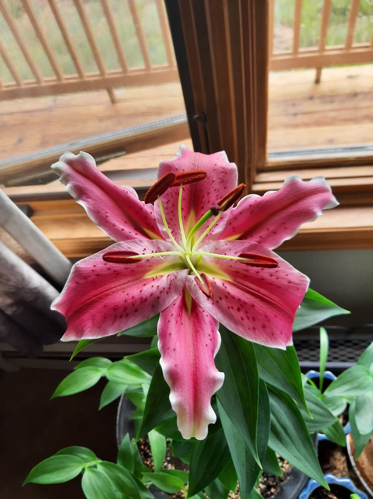 Amazing colors