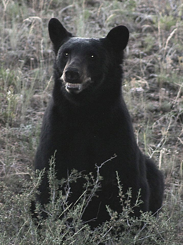 Bear - CHEESE