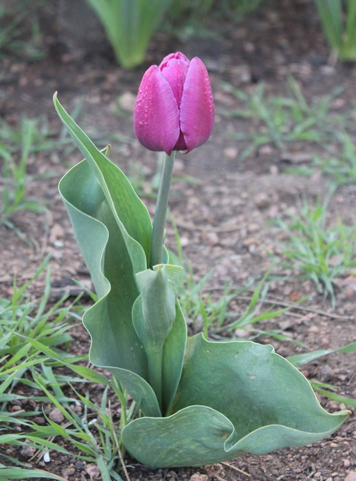 Tulip
