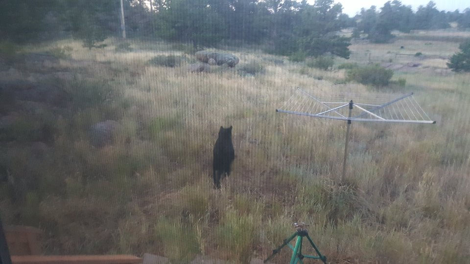 bear