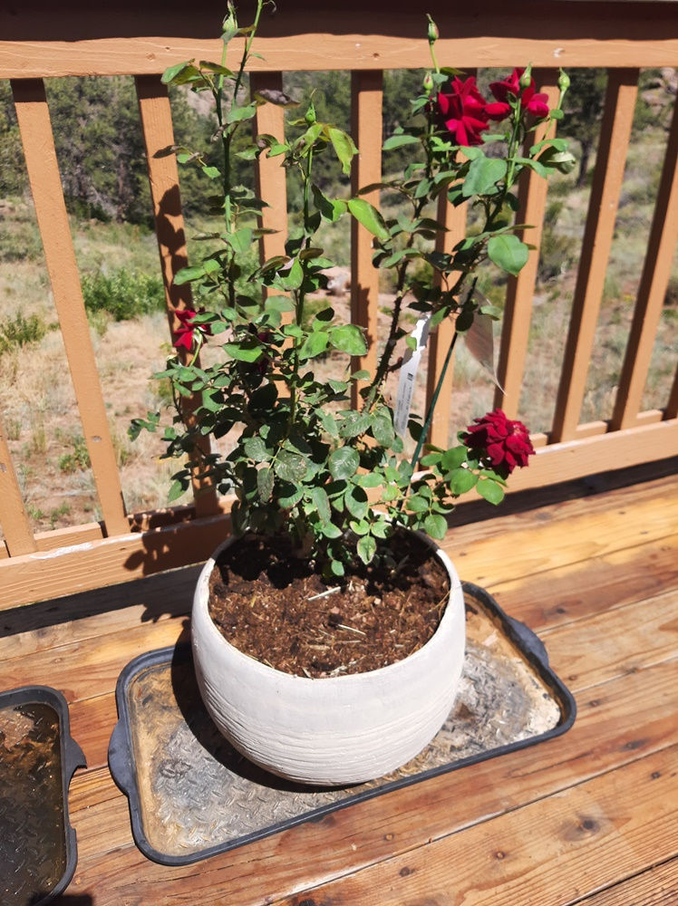 Oklahoma repotted