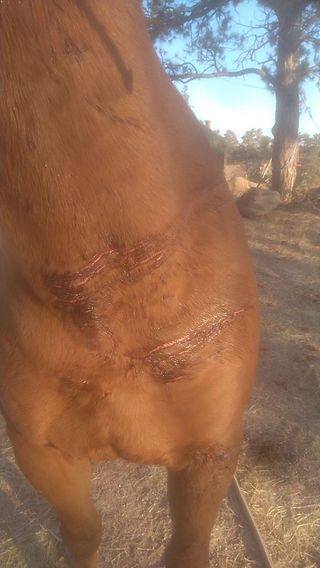 lacerations between front legs