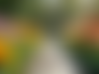 Transform Your Yard: Professional Landscape Design Services