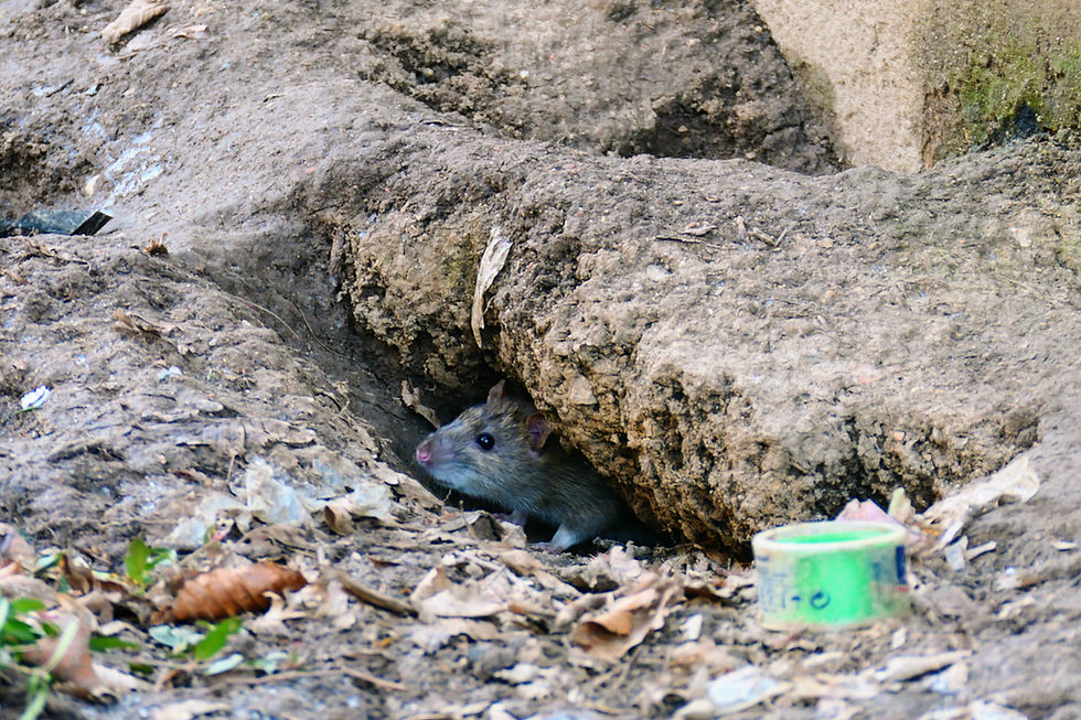 Und dann erschien auch pünktlich zum Termin eine Ratte. Foto von Dennis Komp