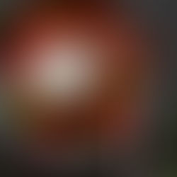 Tomato Salad and Burrata