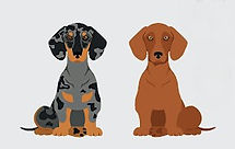 dog2_edited.jpg