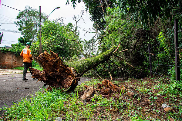 Stump Grinding Services in Wesley Chapel.jpg