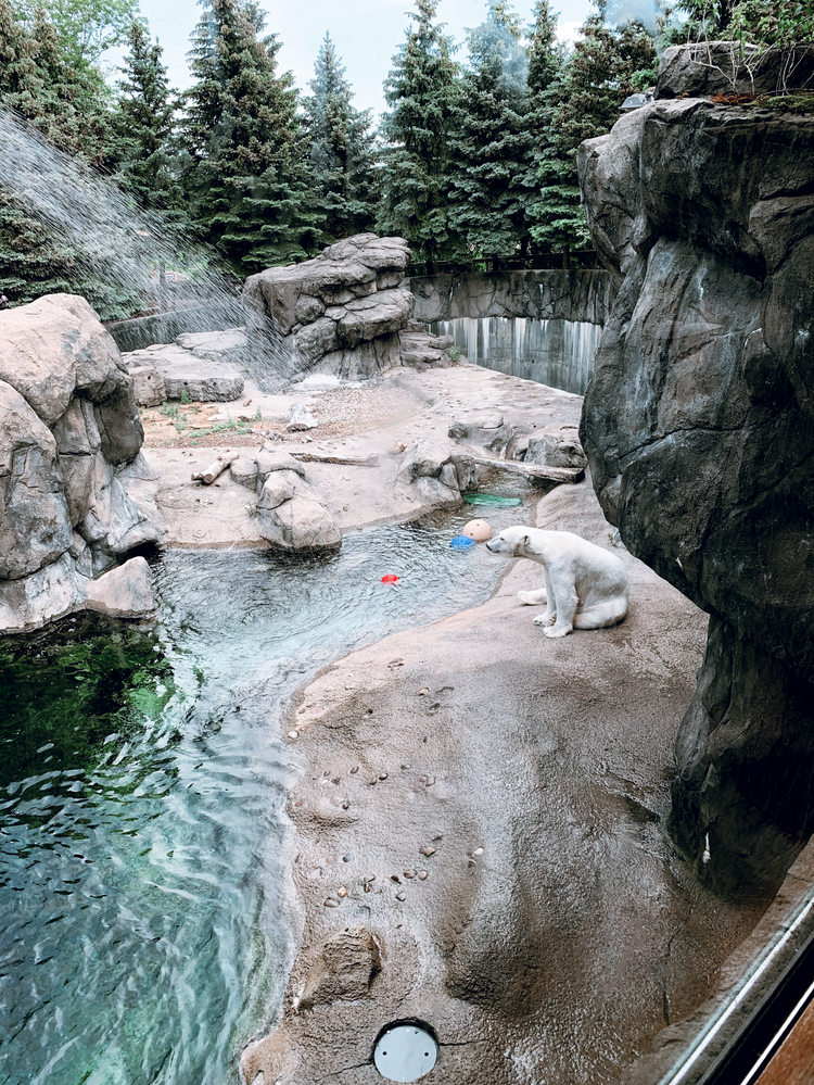 A Day in Rochester, NY: Seneca Park Zoo, Strong Museum of Play