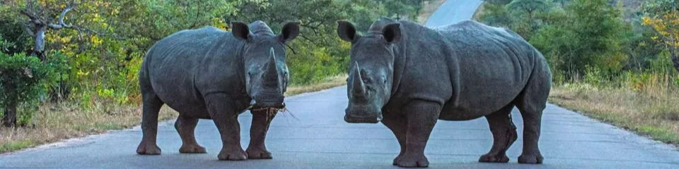 Cornes, permis et pouvoir