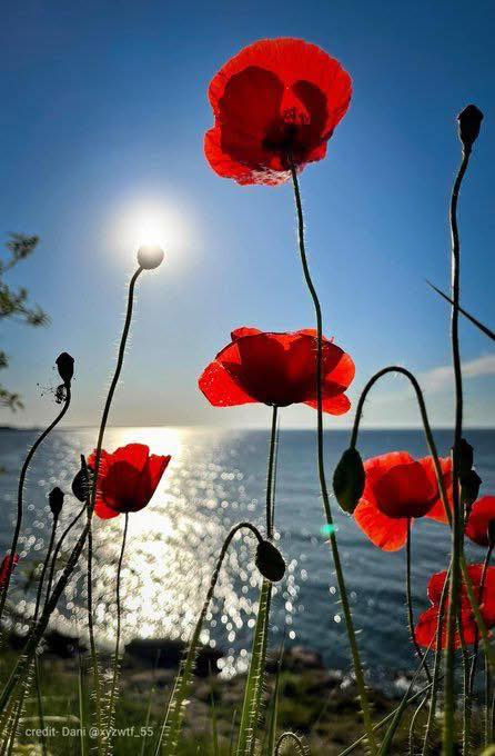 Lest We Forget - N’oublions jamais
