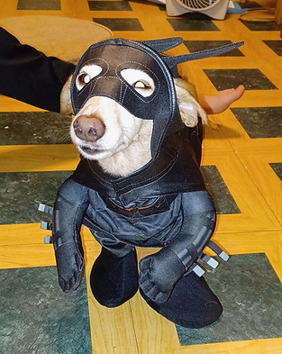 Service Dog Bam Bam