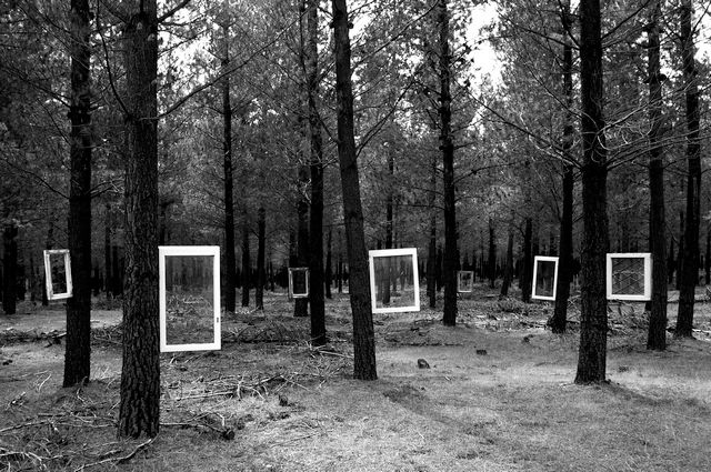 Windows in the Woods 2006