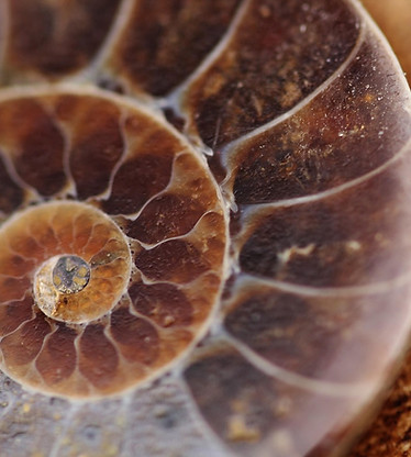 makro_wayland-fossil-111498_1280_edited.jpg