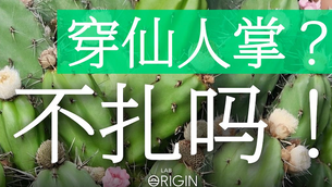 时尚圈黑马,靠仙人掌估值上亿,靠黑科技赢麻了!