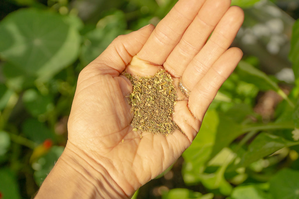 Seed Saving Workshop 