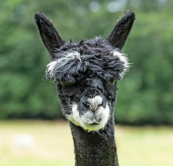 Jasper the black and white alpaca
