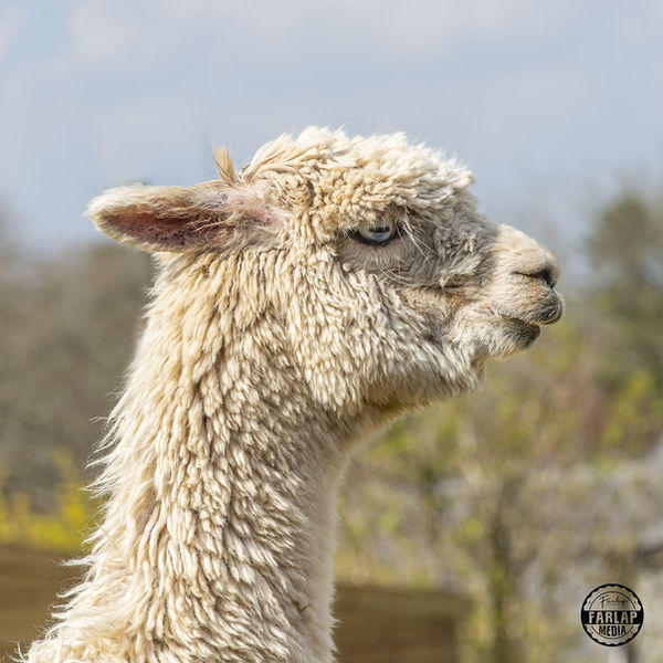 Mr Sharps the Alpaca