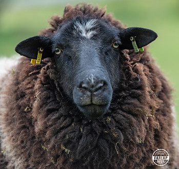 Sheep girl Queenie