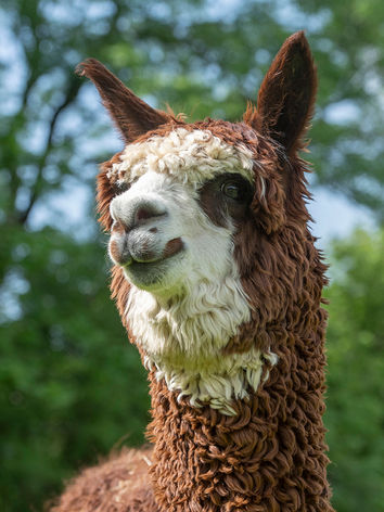 Tom portrait at Lydford Gorge Alpacas