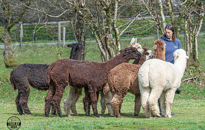 Helen with several alpacas in a calm farm setting at Lydford Gorge Alpacas