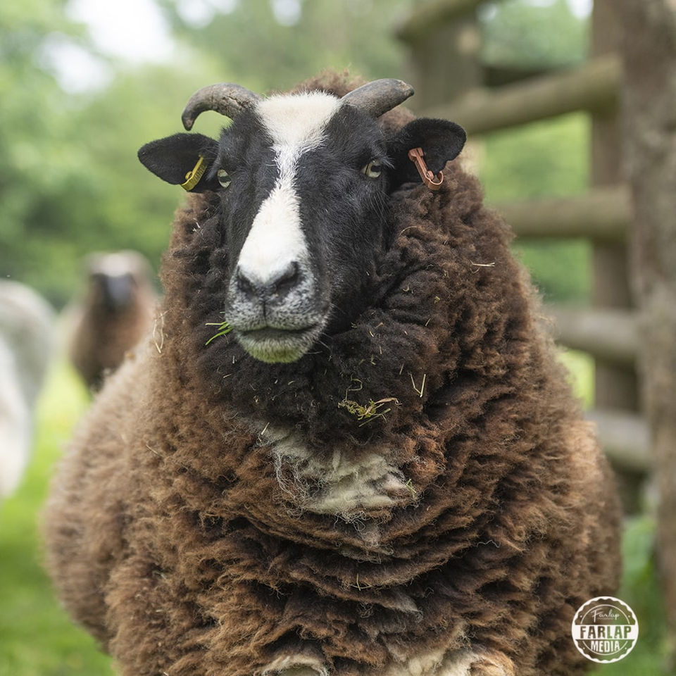 Woolly the Sheep