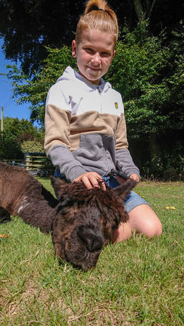 Child stroking Bubbles the alpaca to sleep in the sunshine