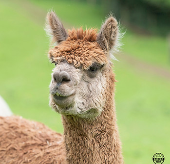 Mr T the alpaca at Lydford Gorge Alpacas