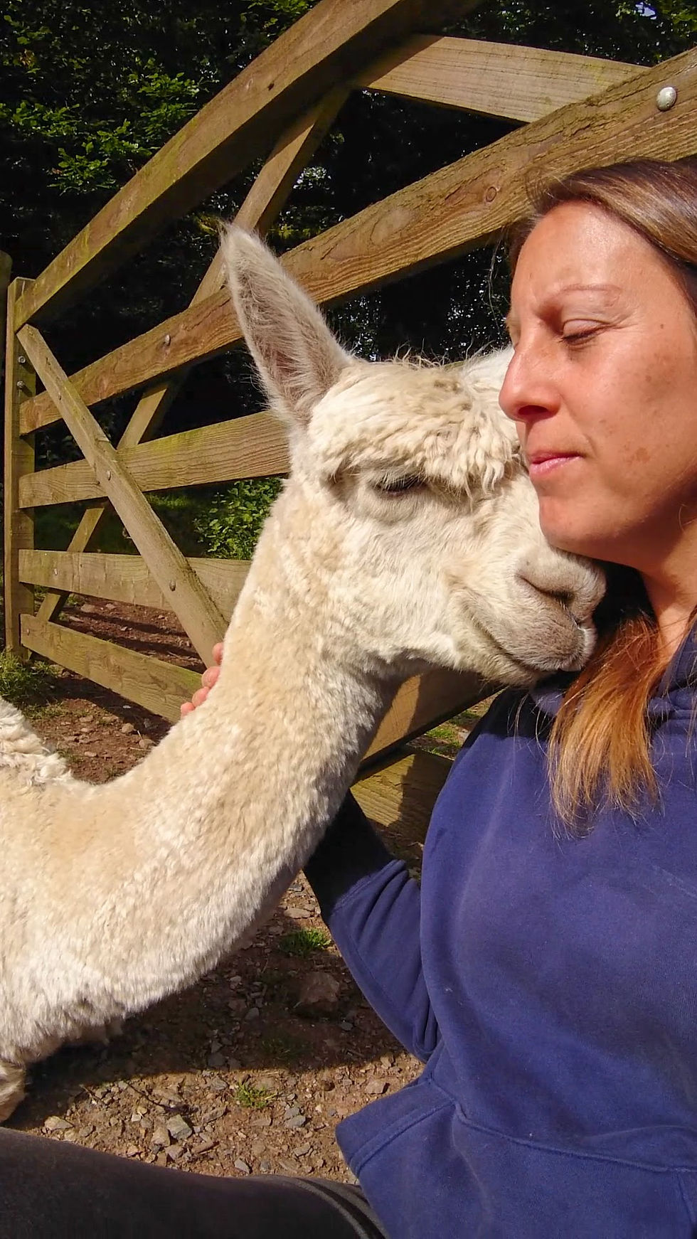Alpaca cuddles with sleepy Occy
