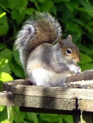 One of the many naughty and mischievous squirrels on the farm