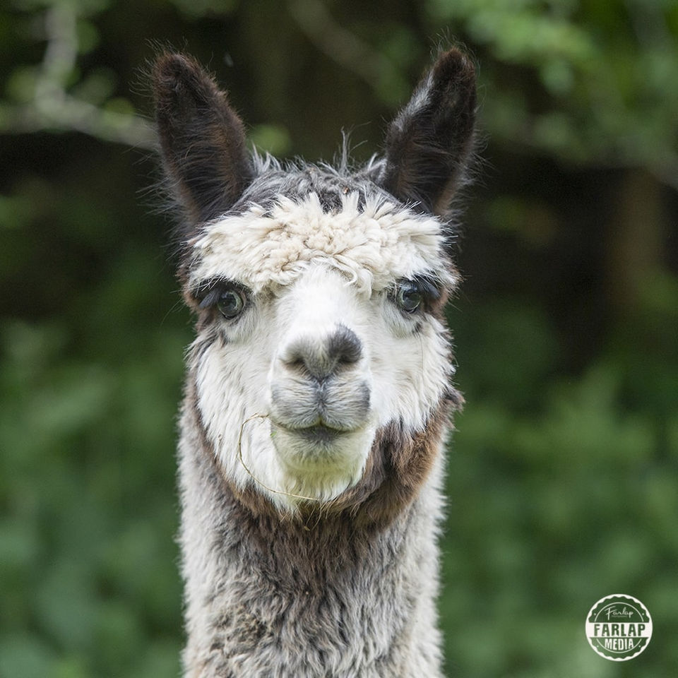 Joker the Alpaca