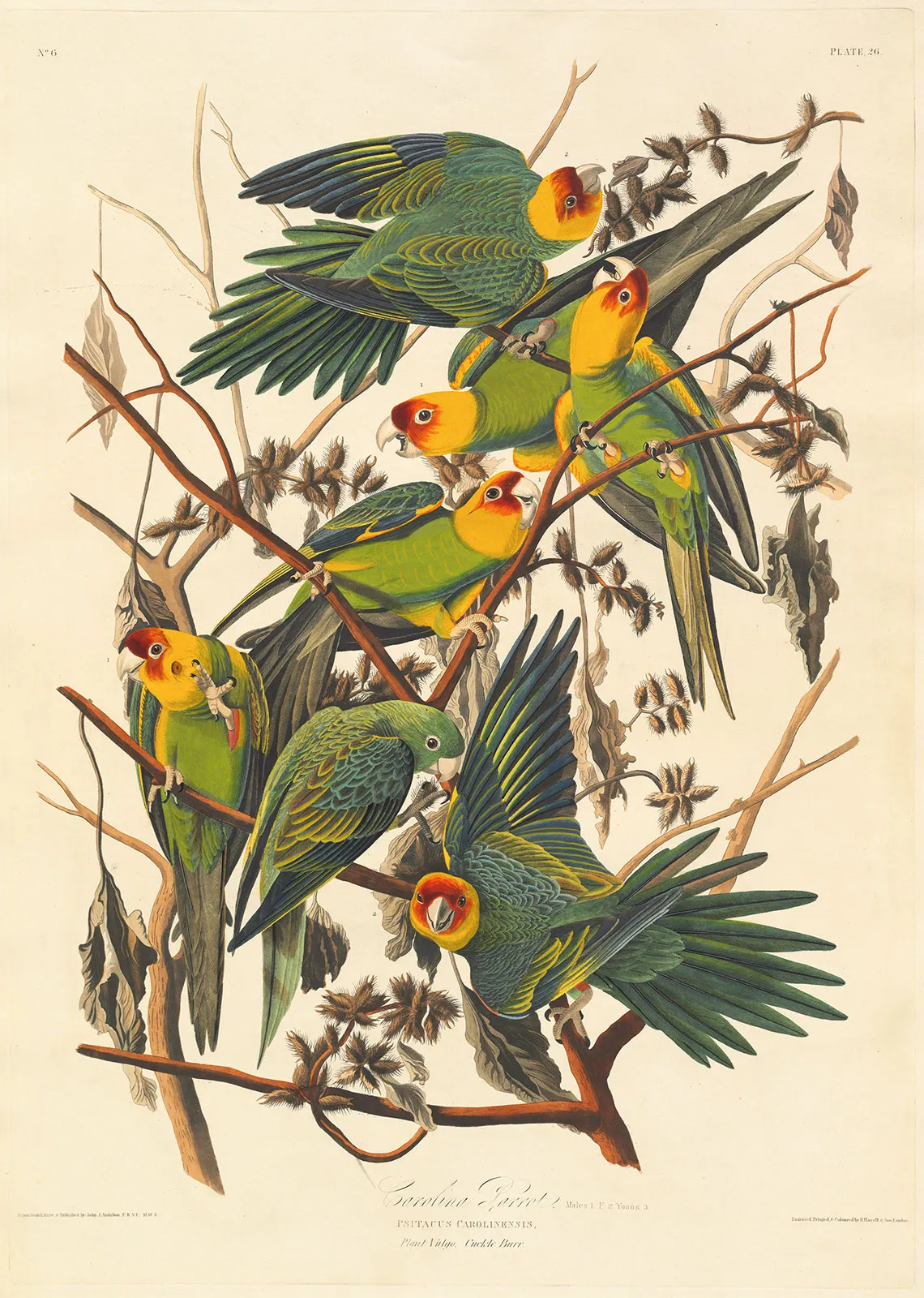 audubon.webp