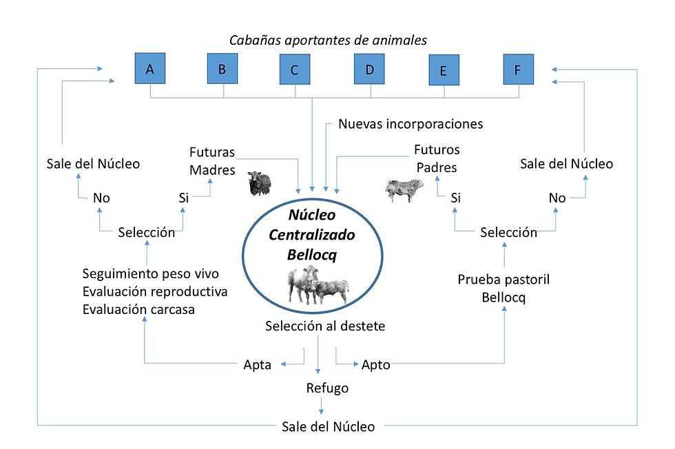 esquema-nucleos-geneticos.jpg