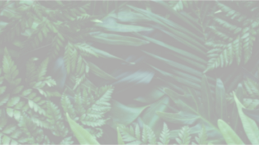 Rainforest faded.PNG